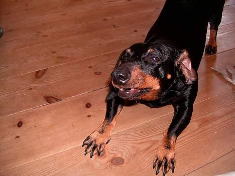 Gravhund smutti R.I.P ( død 2007) billede 12