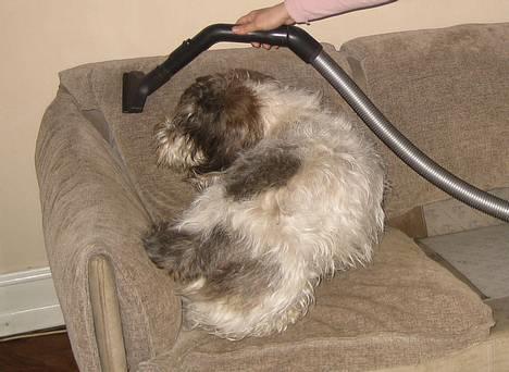 Petit basset griffon wendéen Bruno - Støvsugning - jeg gi´r lige en pote med....! billede 14