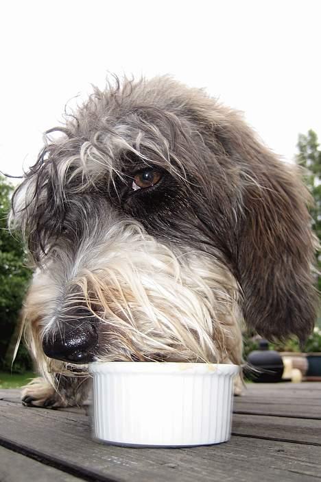 Petit basset griffon wendéen Bruno - Oh lala...Creme Brulée... [man ER vel fransk] billede 15