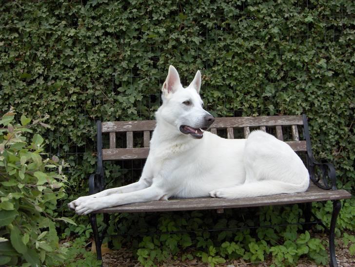 Hvid Schweizisk Hyrdehund Kappelgaards Tyson *RIP* - Tyson på sin trone hjemme i haven;o) (13. juli) billede 19