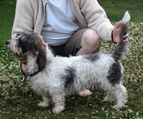 Petit basset griffon wendéen Bruno - Jaja, jeg skal nok lære det... billede 16