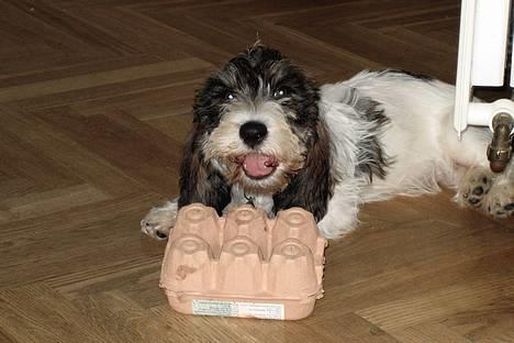 Petit basset griffon wendéen Bruno - Orv - min helt egen æggebakke (med tørfisk i...) billede 17