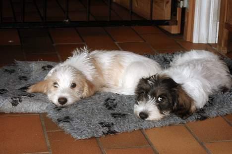 Petit basset griffon wendéen Bruno - Farvel, brormand... (da han blev hentet på kennelen, 8 uger) billede 18