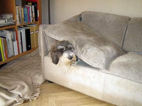 Petit basset griffon wendéen Bruno - Hov, hvem har flyttet på sofaen? billede 19