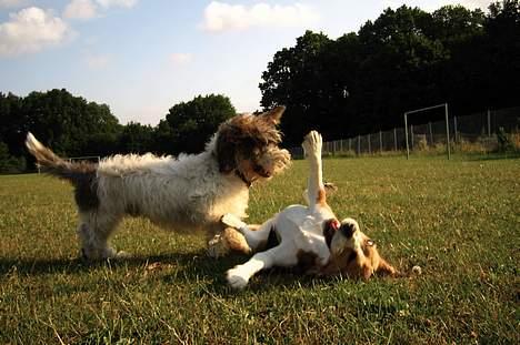 Petit basset griffon wendéen Bruno - Boogy - HUN er sjov..! billede 20