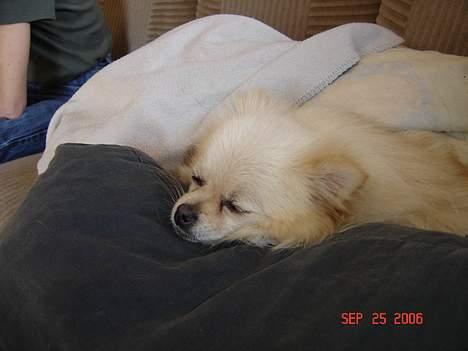 Pomeranian Daisy - det er så lækkert og sove og hygge billede 2