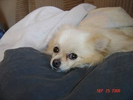 Pomeranian Daisy - jeg kan da godt lige kigge på dig billede 3