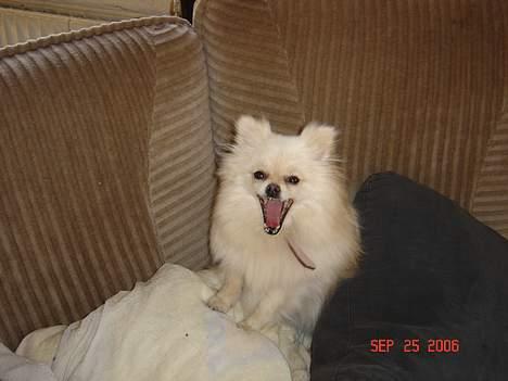 Pomeranian Daisy - det er altså hårdt at være fotomodel billede 5