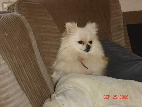 Pomeranian Daisy - ja er jeg ikke bare for dejlig billede 6