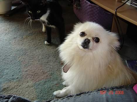 Pomeranian Daisy - åhh ja jeg er da ikke til at stå for vel billede 7