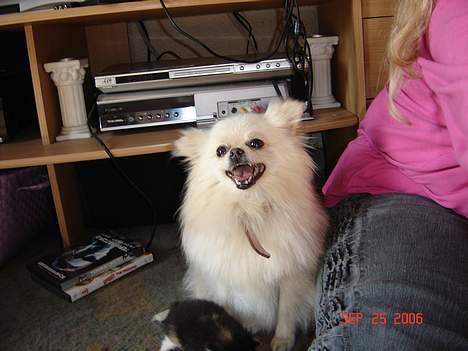 Pomeranian Daisy - se lige hvor fin en hund jeg er billede 8