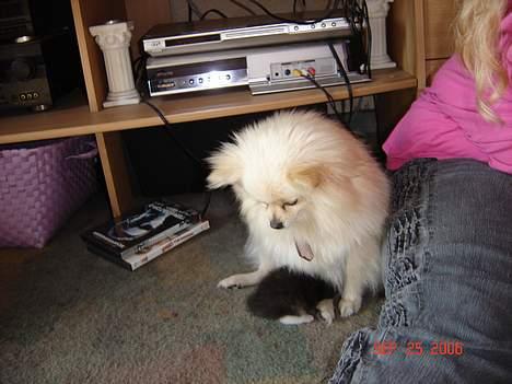 Pomeranian Daisy - hvad skal du der???? billede 9