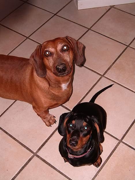 Gravhund gertrud - faraa du må ikke tigge- det siger du altså selv ihh  billede 13