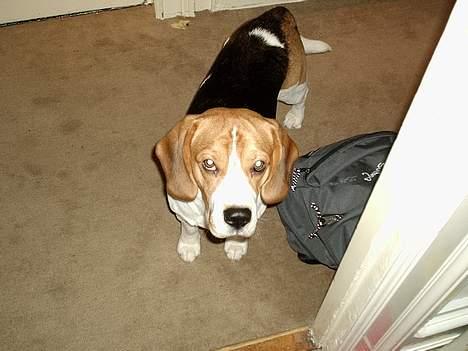 Beagle *Victor<3* - Victor <3 billede 2