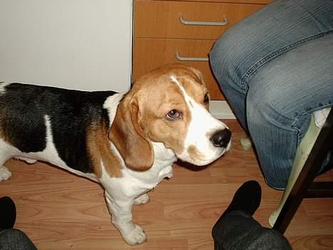 Beagle *Victor<3* - "Hvad laver i" ? <3 billede 3