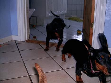 Gravhund gertrud - haaa du kan ikke fange mig  billede 14