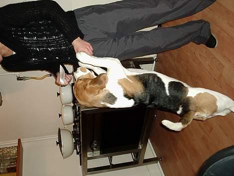 Beagle *Victor<3* - "Uhh .. Strække" :p <3 billede 4