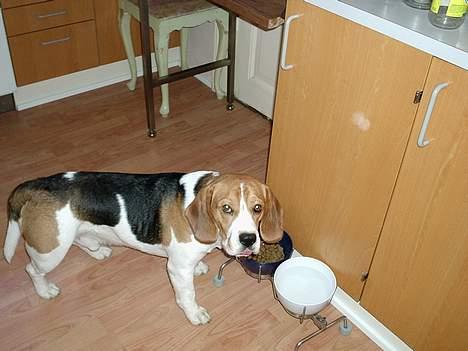 Beagle *Victor<3* - "Mm´ dejlig kold vand <3" billede 5