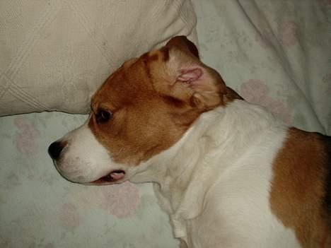 Beagle *Victor<3* - Blævrehund <3 billede 6