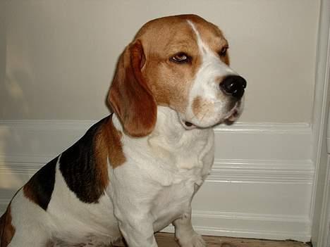 Beagle *Victor<3* - "Jeg er så smuk" <3 billede 7