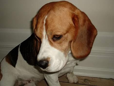 Beagle *Victor<3* - Viictor<3 billede 8
