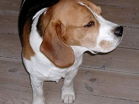 Beagle *Victor<3* - Victor kigger efter Dharma billede 9