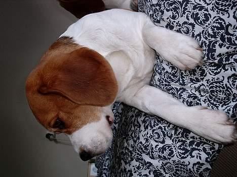 Beagle *Victor<3* - Viictor<3 billede 10