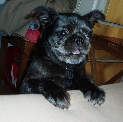 Mops / Griffon.....Otto - når jeg ikke kan komme op i sengen 2006 billede 8