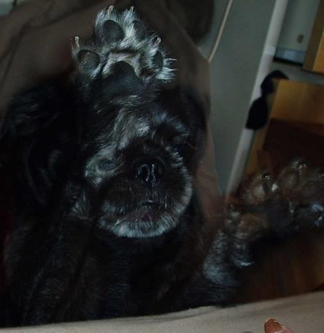 Mops / Griffon.....Otto - Når jeg bliver sur......jeg vil op i sengen 2006 billede 9