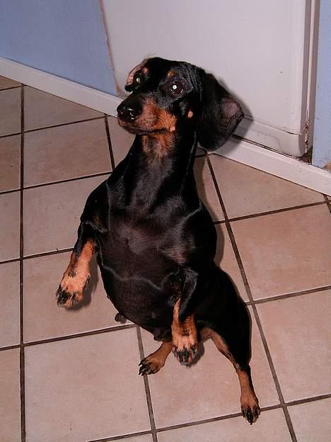 Gravhund smutti R.I.P ( død 2007) billede 13