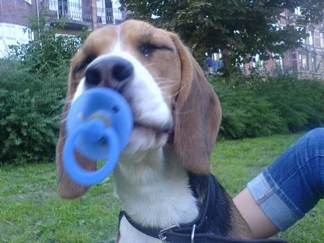 Beagle *Dharma<3* - Frække Dharma <3 billede 1