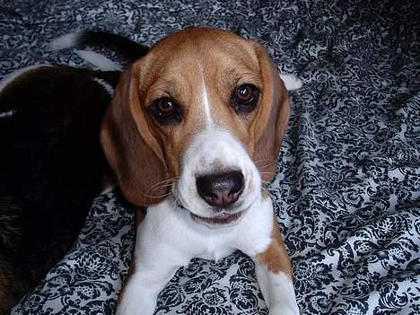 Beagle *Dharma<3* - <3 billede 2