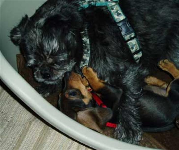 Mops / Griffon.....Otto - åhhh leger lige med min nye lillesøster..... pernille.... 2009 billede 13