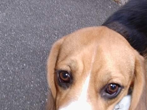 Beagle *Dharma<3* - Flotte øjne skat <3 billede 3