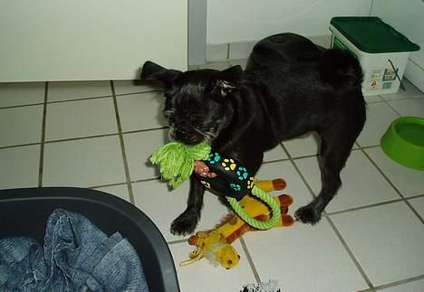 Mops / Griffon.....Otto - elsker mit legetøj 2006 billede 14