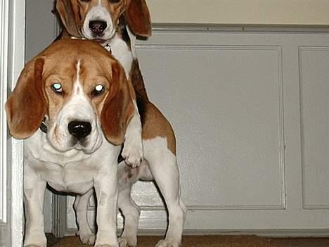 Beagle *Dharma<3* - Vi leger imens mor går op af trappen <3 billede 4