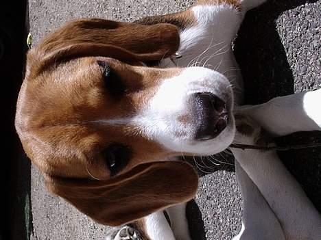 Beagle *Dharma<3* - Taget nede på gaden billede 5