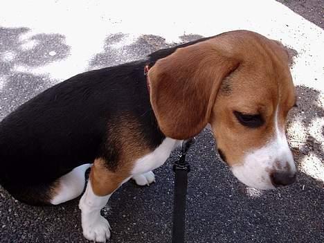 Beagle *Dharma<3* - <3 billede 6