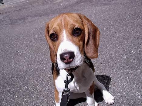 Beagle *Dharma<3* - Tynde <3 billede 7