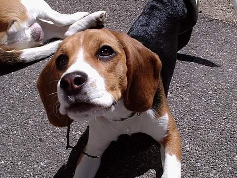 Beagle *Dharma<3* - "VUF!" <3 billede 8
