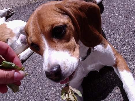 Beagle *Dharma<3* - <3 billede 9