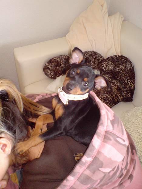 Dvaergpinscher Baby Neela *Kiwa* - Lille Kiwa der putter i min hætte. billede 4