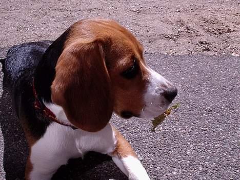 Beagle *Dharma<3* - "Mm´ bladet smager godt" ! billede 10
