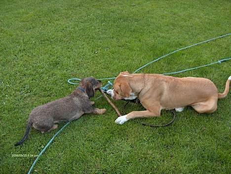 Gravhund Viktor - Her leger jeg med bailey.Han er en buldog bla. på 40 kg. billede 2