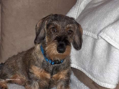 Gravhund Viktor - Ja jeg er jo blevet lidt stører billede 3