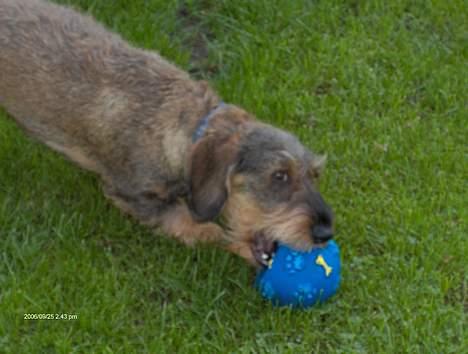 Gravhund Viktor - Her er min bold den er jeg glad for billede 4