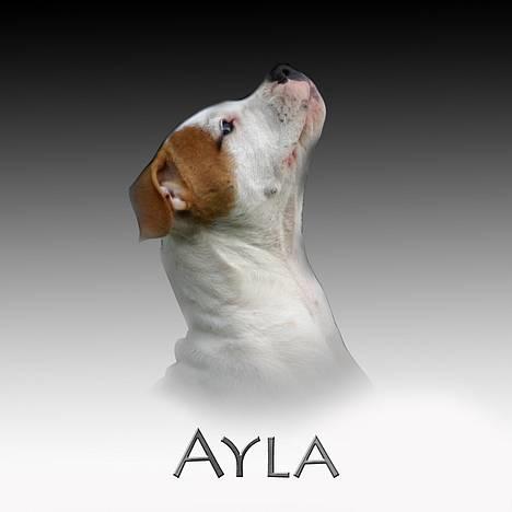 Amerikansk bulldog Rahbeks Ayla billede 1