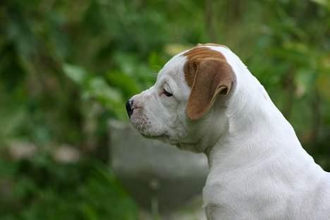 Amerikansk bulldog Rahbeks Ayla - 8 uger. billede 2