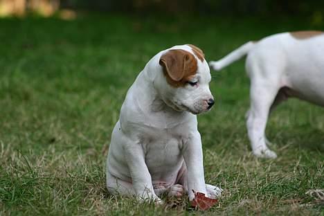 Amerikansk bulldog Rahbeks Ayla - 8 uger. billede 3