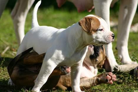 Amerikansk bulldog Rahbeks Ayla - 6½ uge. "Nedlægger" sin søster. billede 4